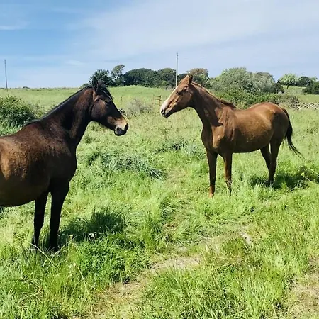 مزرعة للإقامة Agriturismo Da Lino Agripizza Samugheo